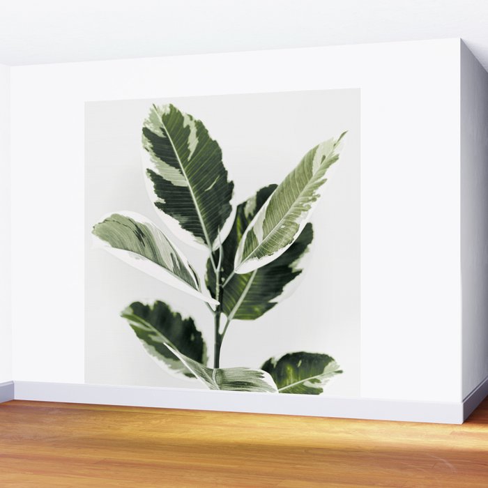 Ficus  Wall Mural Gallery Image 2