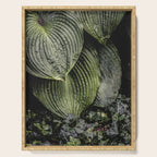 Hosta and Ivy - green nature botanical environment photograph Serving Tray Gallery Image 1