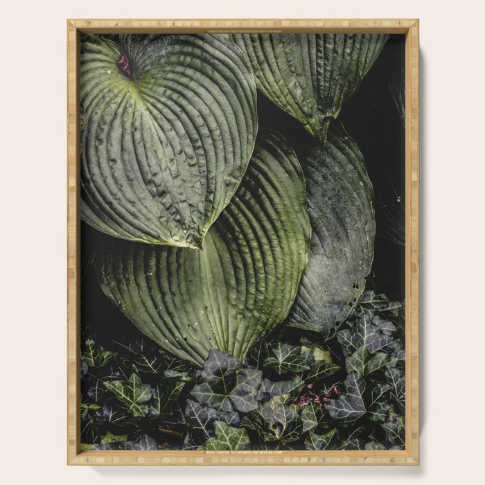 Hosta and Ivy - green nature botanical environment photograph Serving Tray Gallery Image 1