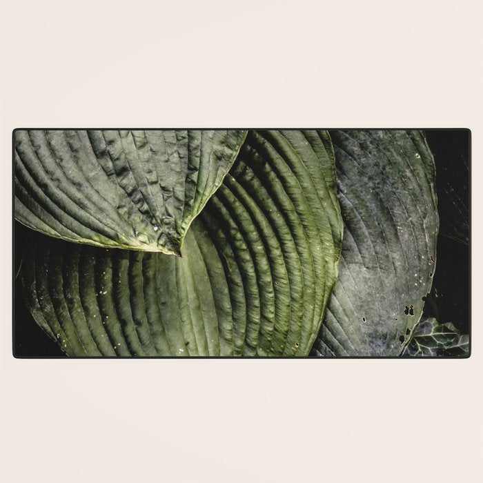 Hosta and Ivy - green nature botanical environment photograph Desk Mat Gallery Image 3