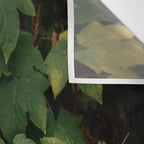 Early Foliage Wall Tapestry Gallery Image 3
