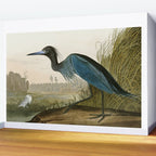 Little Blue Heron - John James Audubon's Birds of America Print Wall Mural Gallery Image 2
