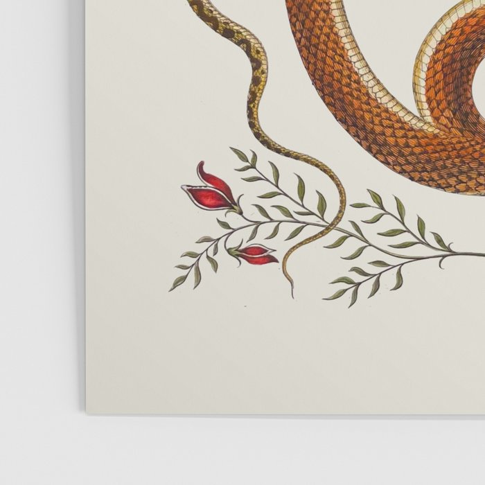 Albertus Seba Snakes Flowers Engraving ii Poster Gallery Image 3