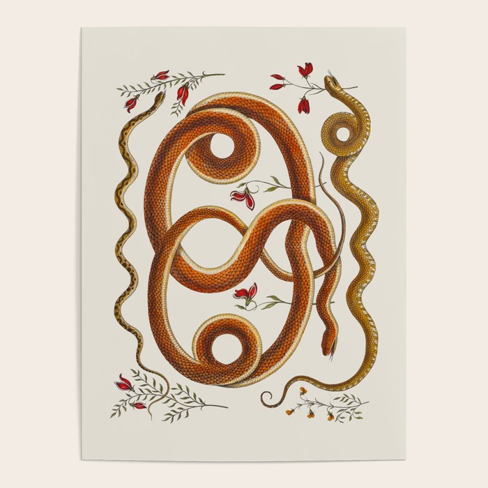 Albertus Seba Snakes Flowers Engraving ii Poster Gallery Image 1