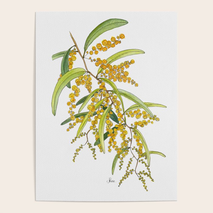 Australian Wattle Flower, Illustration Poster Gallery Image 4