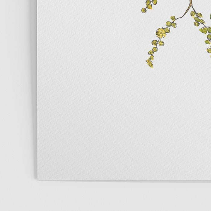 Australian Wattle Flower, Illustration Poster Gallery Image 3