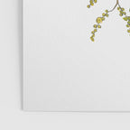 Australian Wattle Flower, Illustration Poster Gallery Image 3
