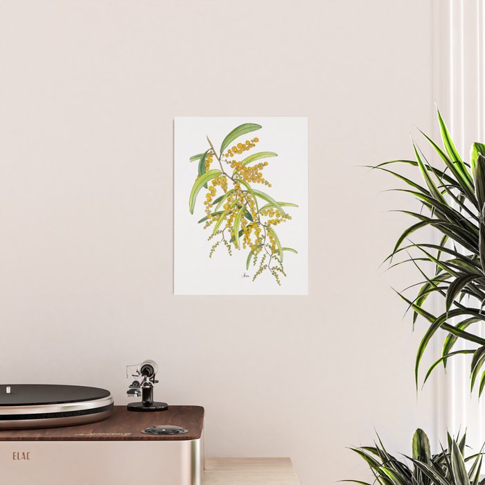 Australian Wattle Flower, Illustration Poster Gallery Image 2
