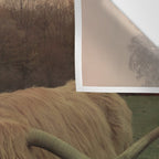 Scottish Highland Steer Wall Tapestry Gallery Image 3