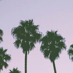 palm trees sunset iii Coffee Mug Gallery Image 2
