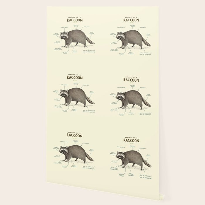 Anatomy of a Raccoon Wallpaper Gallery Image 2
