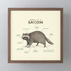 Anatomy of a Raccoon Mini Art Print Gallery Image 2