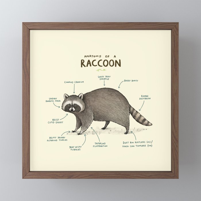 Anatomy of a Raccoon Mini Art Print Gallery Image 2
