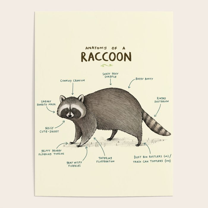 Anatomy of a Raccoon Poster Gallery Image 4