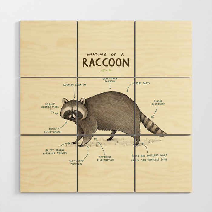 Anatomy of a Raccoon Wood Wall Art Gallery Image 1