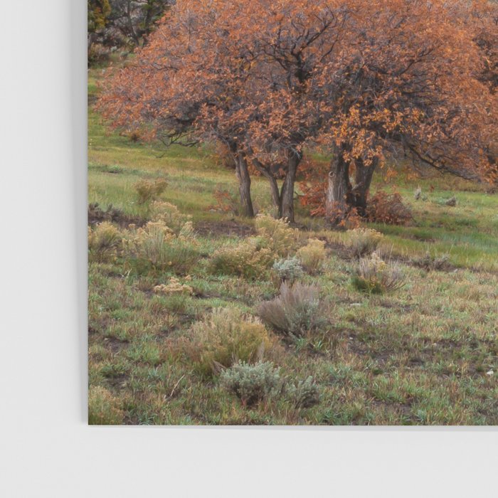 Colorado Mountain Sunrise Mt. Sopris Autumn Landscape Poster Gallery Image 3