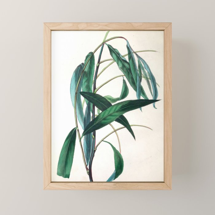 The Weeping Willow, from "The Spirit of the Woods," 1849 (benefiting the Arbor Day Foundation) Mini Art Print Gallery Image 1