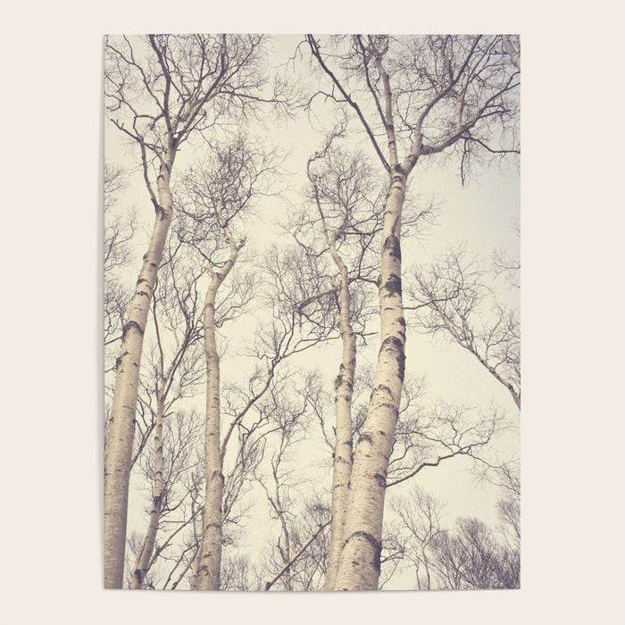 Winter Birch Trees - Scandinavian decor nature photograph Poster Gallery Image 4