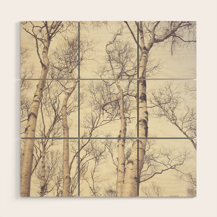 Winter Birch Trees - Scandinavian decor nature photograph Wood Wall Art Gallery Image 1