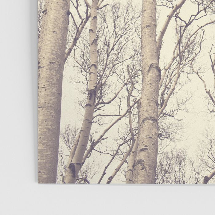 Winter Birch Trees - Scandinavian decor nature photograph Poster Gallery Image 3