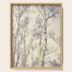 Winter Birch Trees - Scandinavian decor nature photograph Serving Tray Gallery Image 1