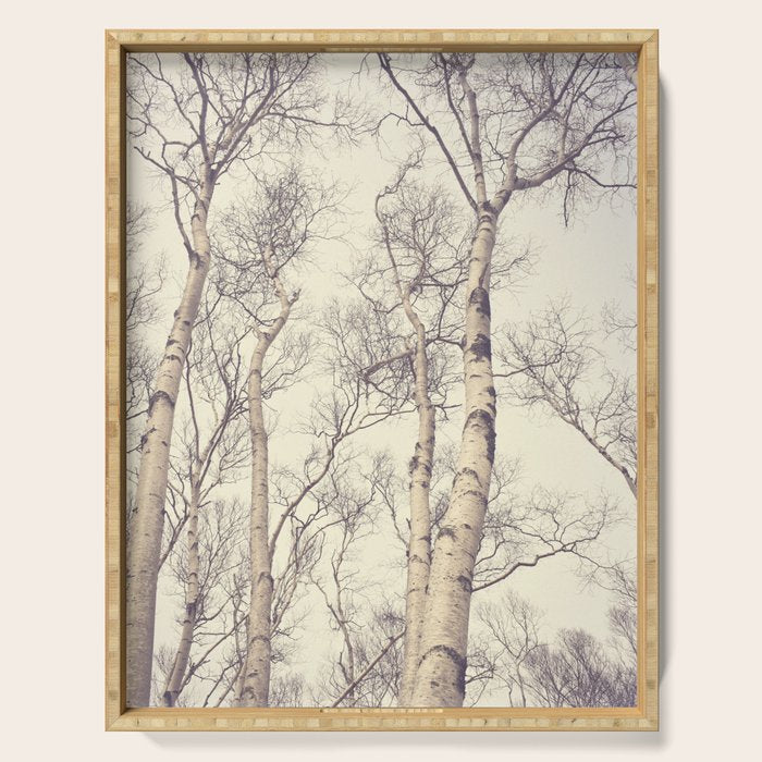 Winter Birch Trees - Scandinavian decor nature photograph Serving Tray Gallery Image 1