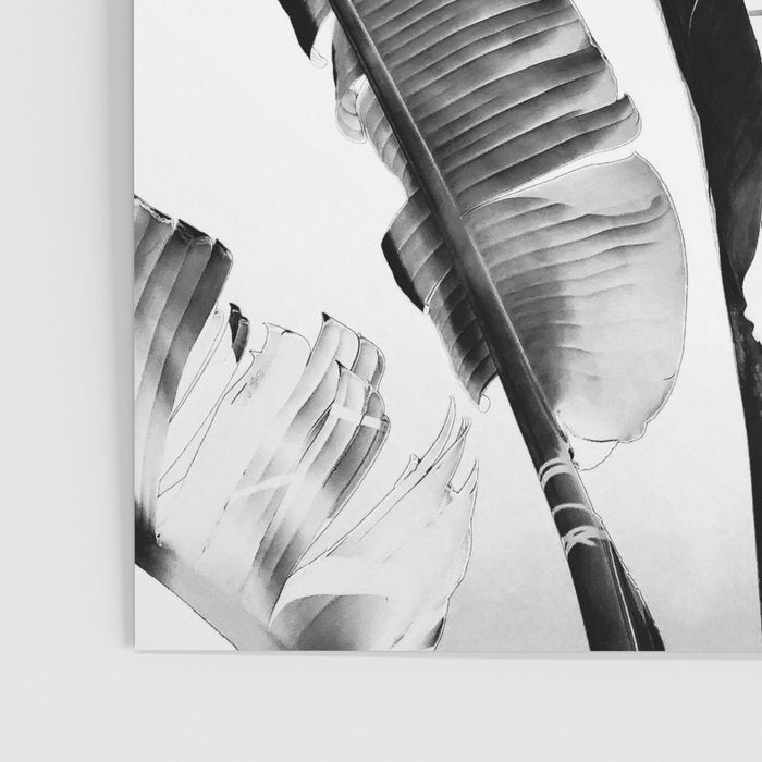 Traveler palm - bw Poster Gallery Image 3