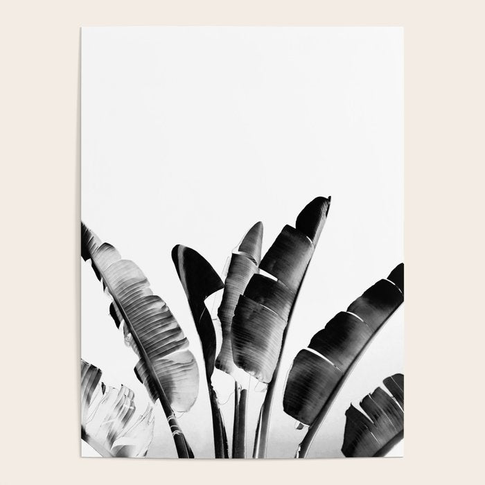 Traveler palm - bw Poster Gallery Image 4