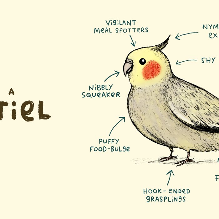 Anatomy of a Cockatiel Coffee Mug Gallery Image 2