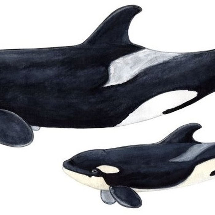 Orca (Orcinus orca) Coffee Mug Gallery Image 2