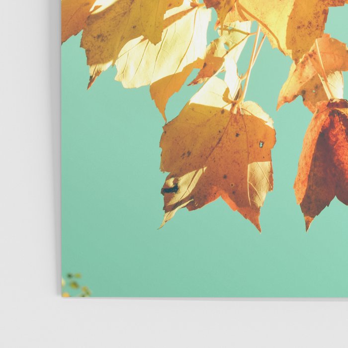 Yellow Leaves - autumn fall color nature photograph Poster Gallery Image 3