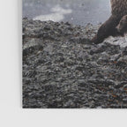 Ursa Major Poster Gallery Image 3