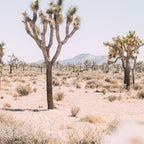 Joshua Tree National Park - California Boho Desert Photo in Neutral Coffee Mug Gallery Image 2