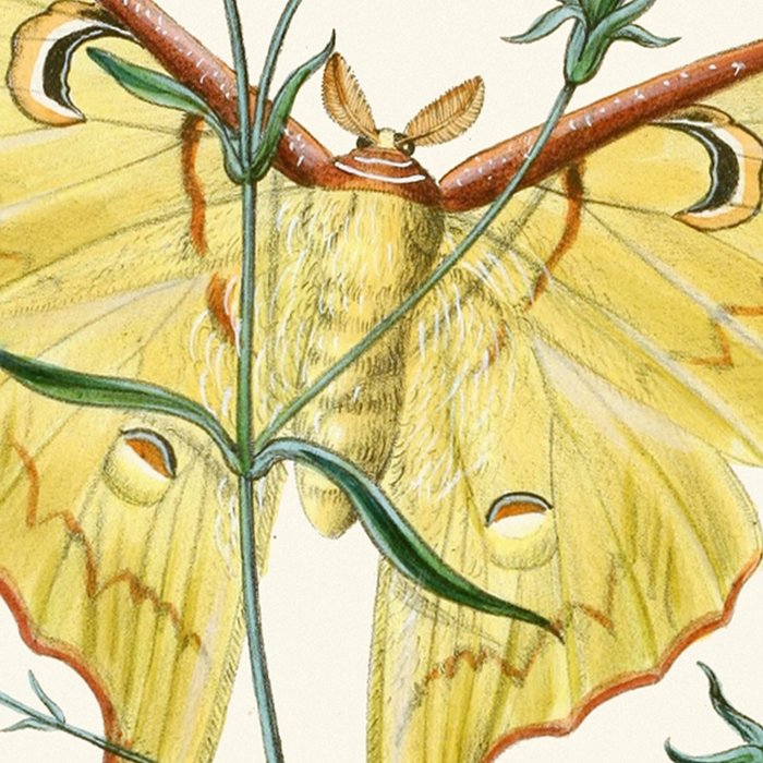 Vintage Yellow Luna Moth with Wildflowers Coffee Mug Gallery Image 2