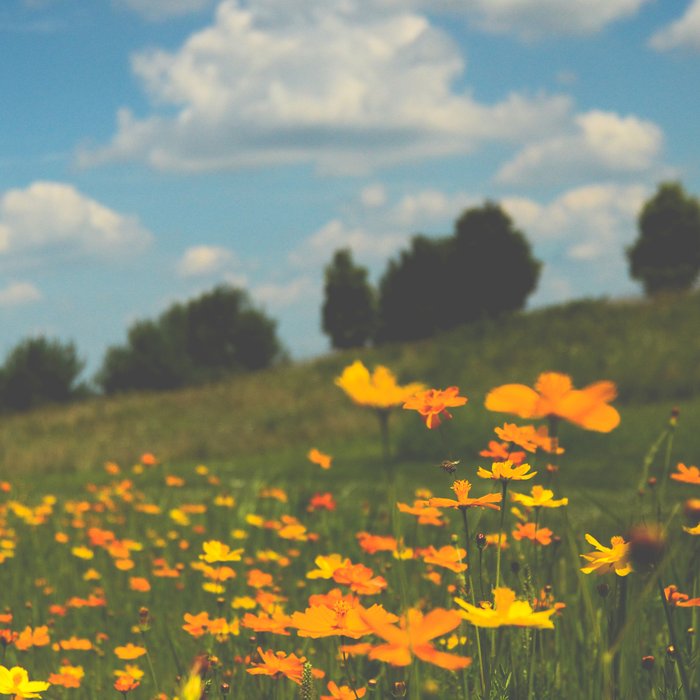 Dreaming in a Summer Field - boho nature wildflower photograph Coffee Mug Gallery Image 2