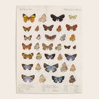 Vintage Scientific Insect Butterfly Moth Biological Hand Drawn Species Art Illustration Poster Gallery Image 4