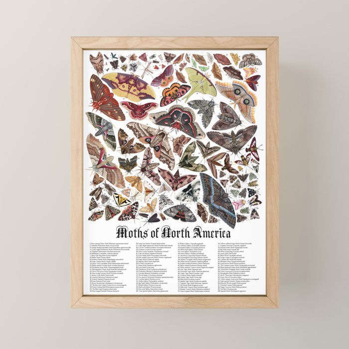 Moths of North America Mini Art Print Gallery Image 1