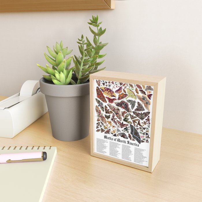 Moths of North America Mini Art Print Gallery Image 2