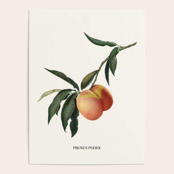 Beach Peach Poster Gallery Image 4