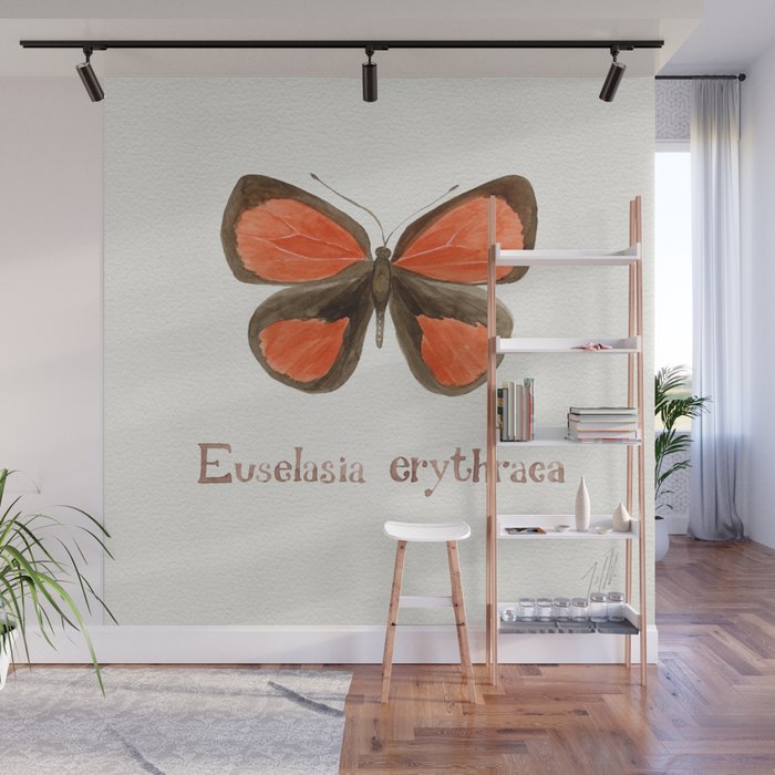 Butterfly - Euselasia erythraea Wall Mural Gallery Image 1