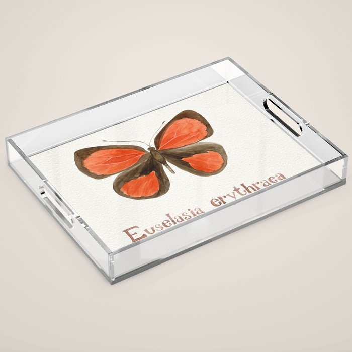 Butterfly - Euselasia erythraea Acrylic Tray Gallery Image 1