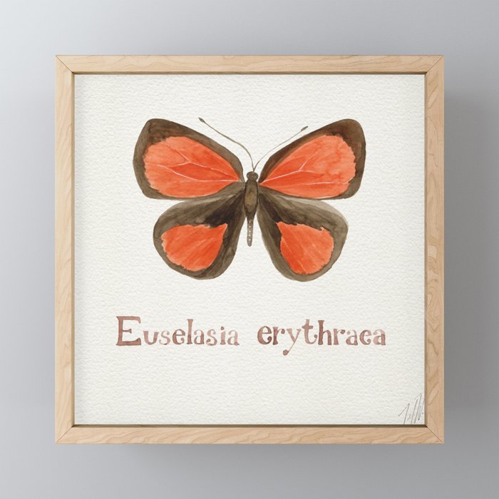 Butterfly - Euselasia erythraea Mini Art Print Gallery Image 1