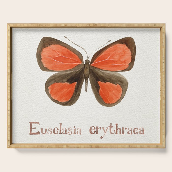 Butterfly - Euselasia erythraea Serving Tray Gallery Image 1