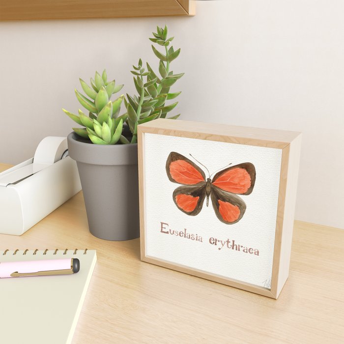 Butterfly - Euselasia erythraea Mini Art Print Gallery Image 2