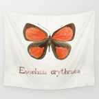 Butterfly - Euselasia erythraea Wall Tapestry Gallery Image 4