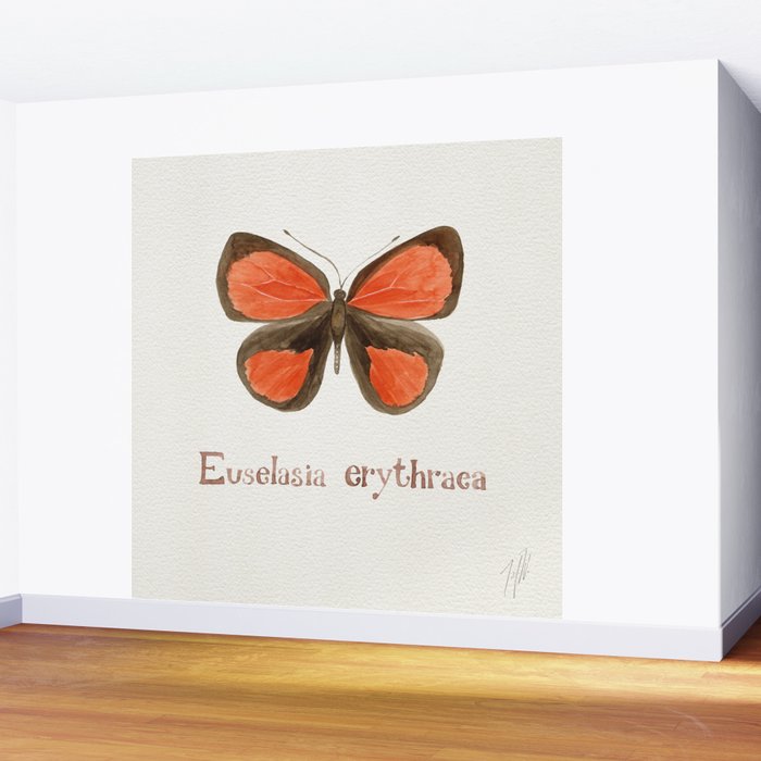 Butterfly - Euselasia erythraea Wall Mural Gallery Image 2