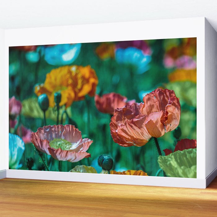 Multi-colored poppy flower blossoms color portrait photograph Wall Mural Gallery Image 2