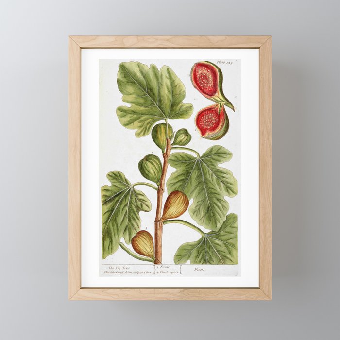 Fig by Elizabeth Blackwell from "A Curious Herbal," 1737 (print benefits The Nature Conservancy) Mini Art Print Gallery Image 1