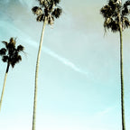 Palm Trees Coffee Mug Gallery Image 2