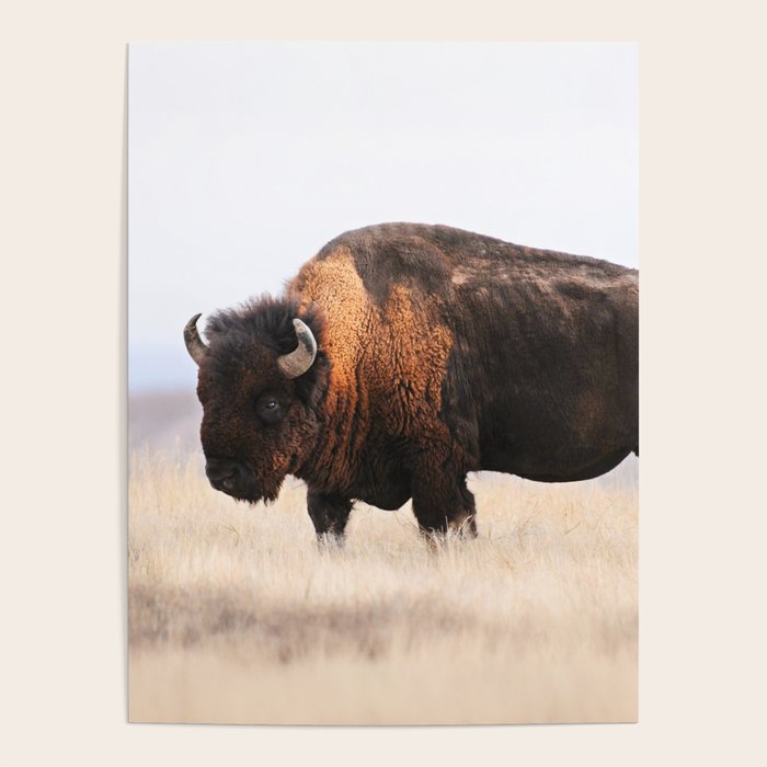 Bison Whisper Poster Gallery Image 1